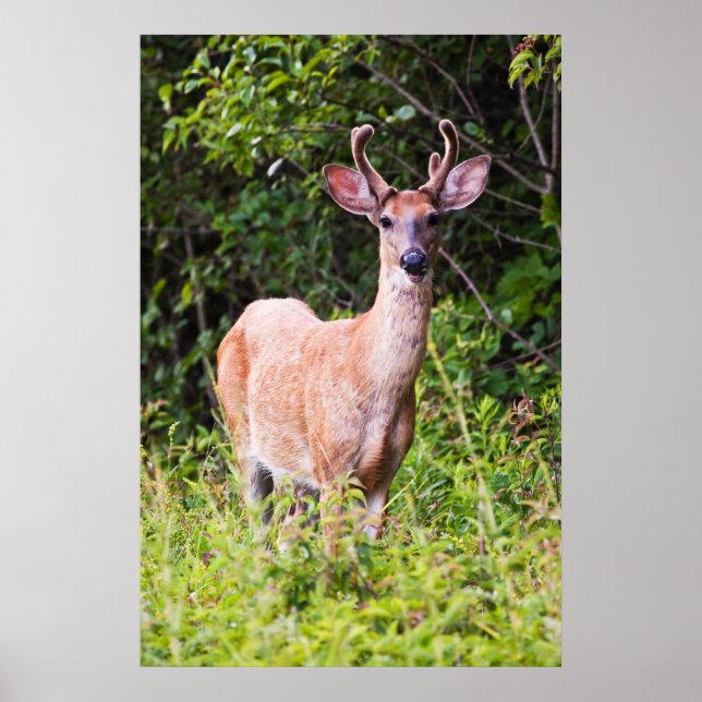 Pôster Belo Sorriso (Frente)