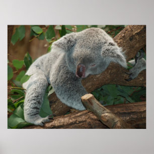 Pôster Belo Urso Koala Dormindo