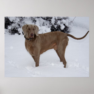 Pôster Belo Weimaraner na neve
