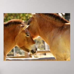 Pôster Belos Cavalos