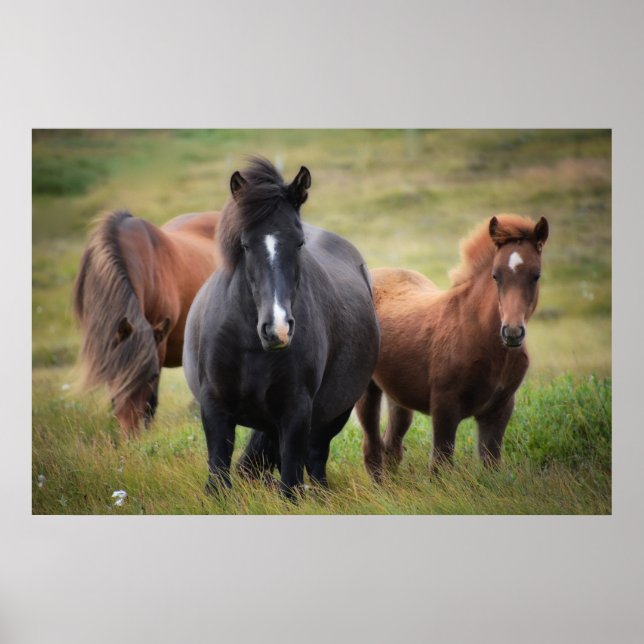 Poster Belos Cavalos (Frente)