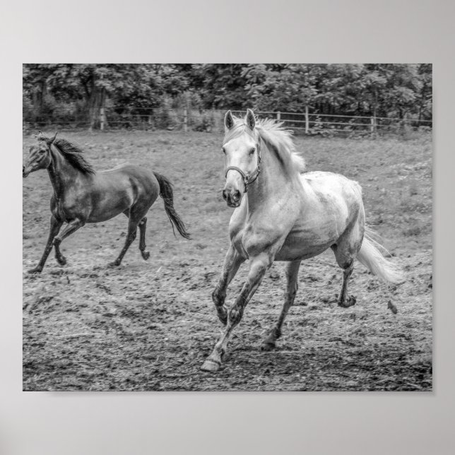 Poster Belos Cavalos B&W (Frente)