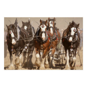 Pôster Belos Cavalos Clydesdale Espalhando - Trabalho em