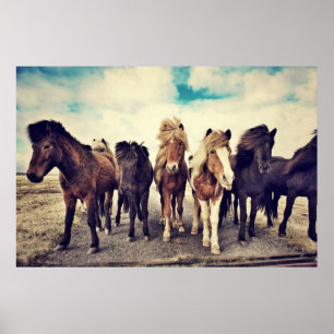 Poster Belos cavalos selvagens