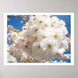 Pôster Belos Flores de Flor Branca Rosa Céu Azul