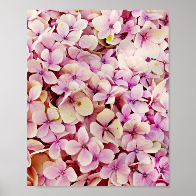 Poster Belos Flores de Hydrangea (Frente)