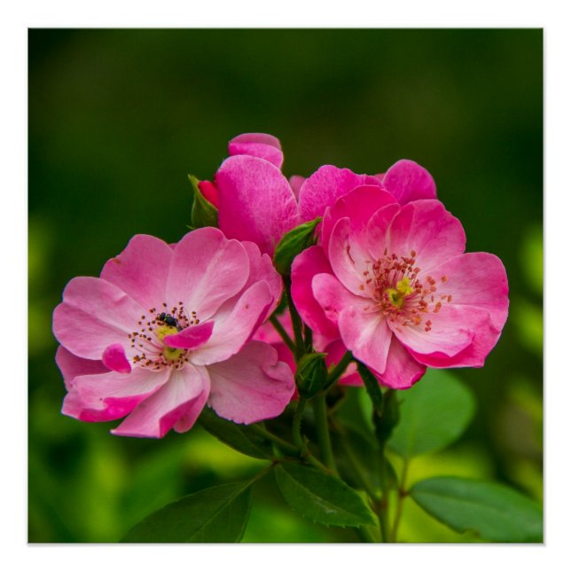 Pôster Belos Flores Rosa-6845 (Frente)