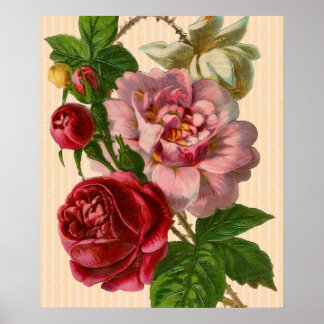 Poster Belos Rosas Coloridos