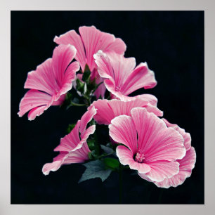 Poster Belos Rosas Rosa-Rosa-Rosa-Cor-de-Flor