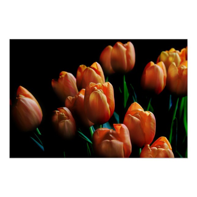 Pôster Belos Tulipas Laranja em Poster Preto (Frente)