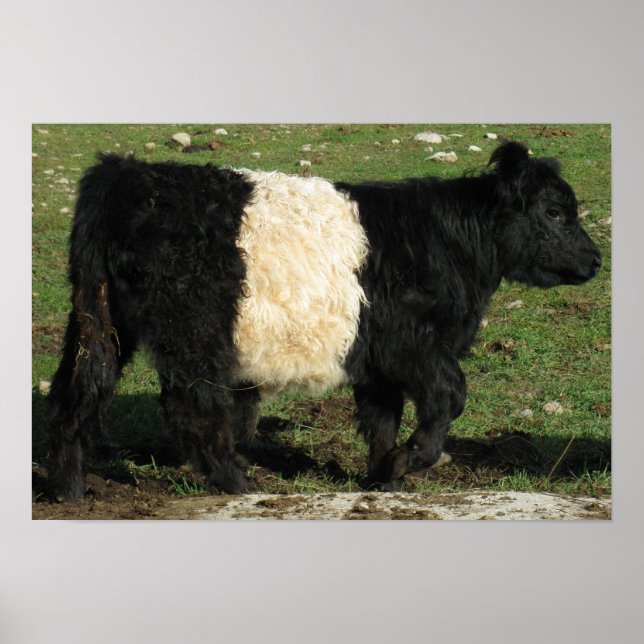 Poster Belt Galloway Steer Beltie Belgeous (Frente)