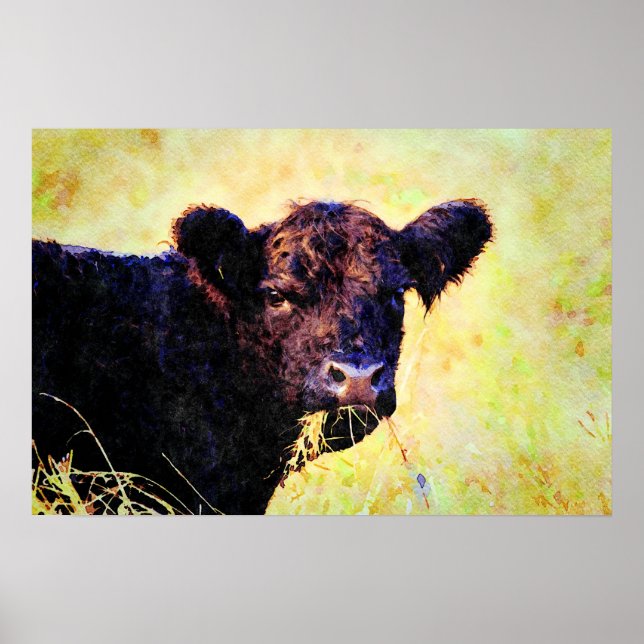 Poster Beltie Cow Watercolor Pintura Bela Arte Galloway (Frente)