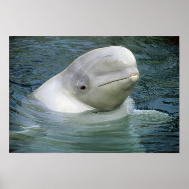Poster Beluga Whale, Delphinapterus leucas), Captive (Frente)