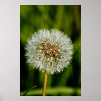 Poster Bem, me soprar