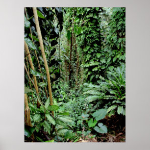 Poster Bem-vindo à Selva