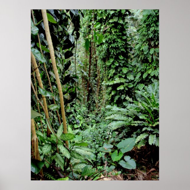 Poster Bem-vindo à Selva (Frente)