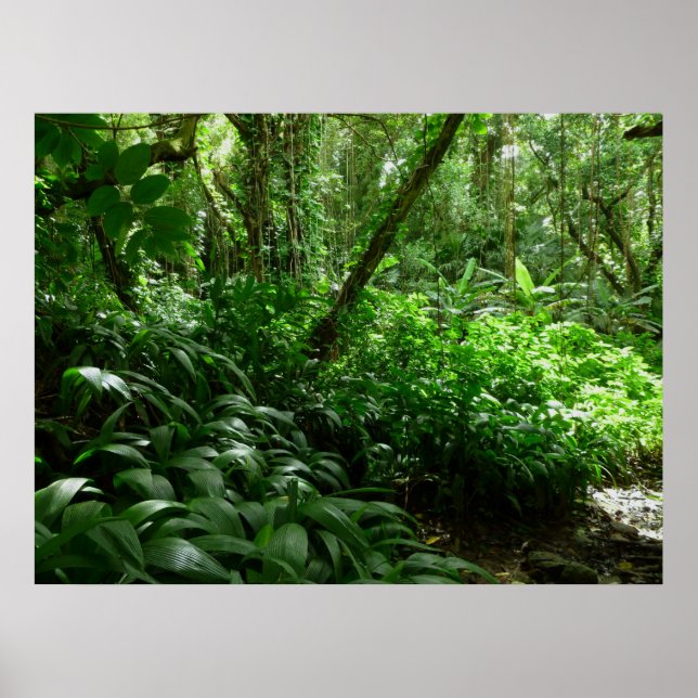 Poster Bem-vindos à selva! (Frente)