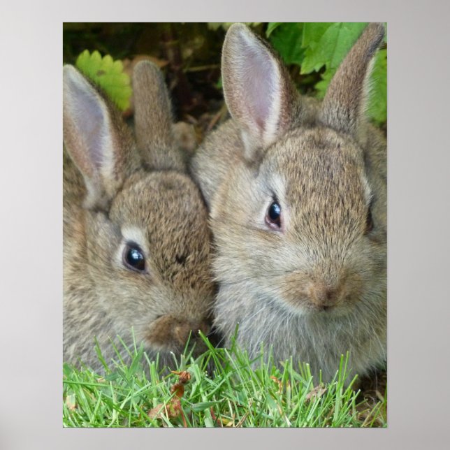 Poster Bênçãos & fé dos coelhos de coelhinho da Páscoa (Frente)