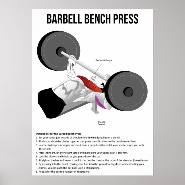 Poster Bench Press - Exercício - Gráfico de Anatomia Musc (Frente)