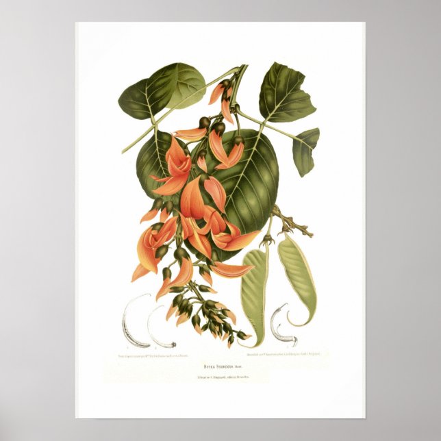 Pôster Bengal kino (Frente)