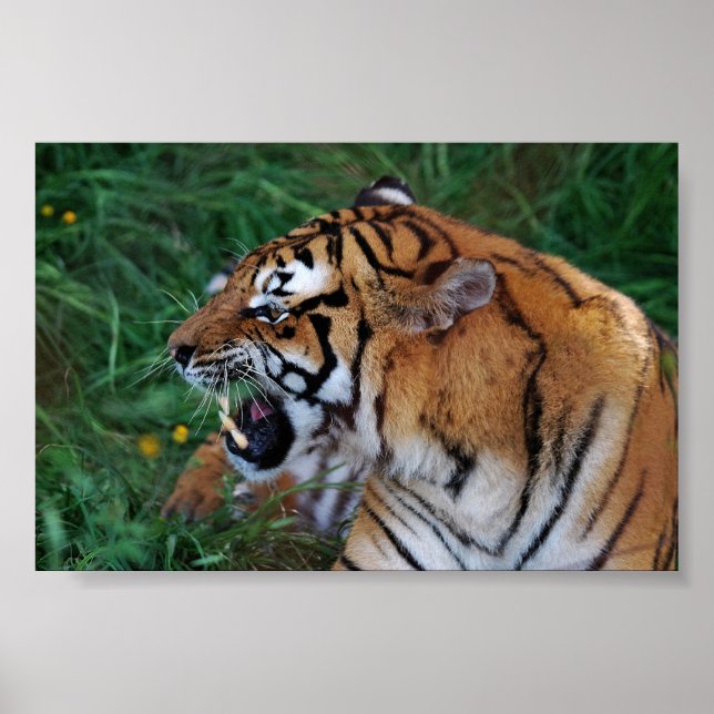 Pôster Bengal Tiger mostrando suas presas (Frente)