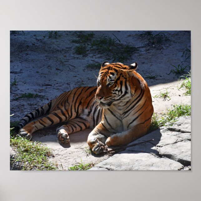 Poster Bengal Tiger Sunbalnear (Frente)