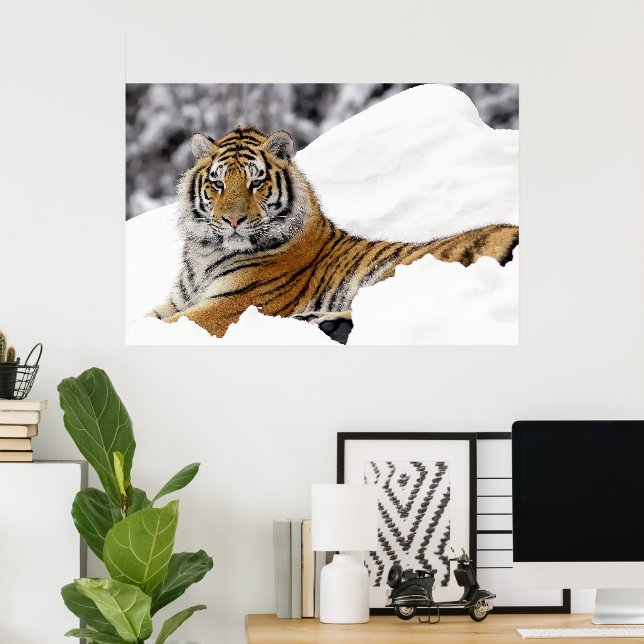 Poster Bengal Tiger te observando na neve (Escritório em casa)