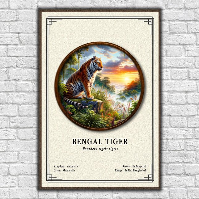 Poster Bengal Tiger Zoology Series (Criador carregado)