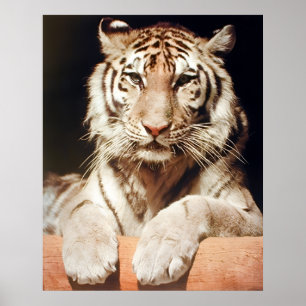 Poster Bengala Branca, Tigre Selvagem, Animais Felinos
