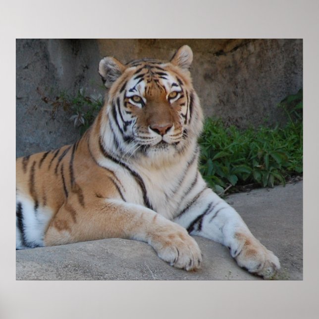 Pôster Bengala Tiger (Frente)