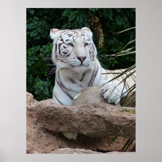 Poster Bengala White Tiger Photoics (Frente)