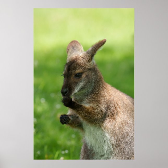 Poster Bennett's Wallaby (Frente)