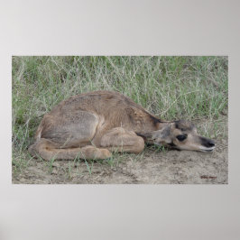 Pôster Béqueril A6 de Antilope Americano