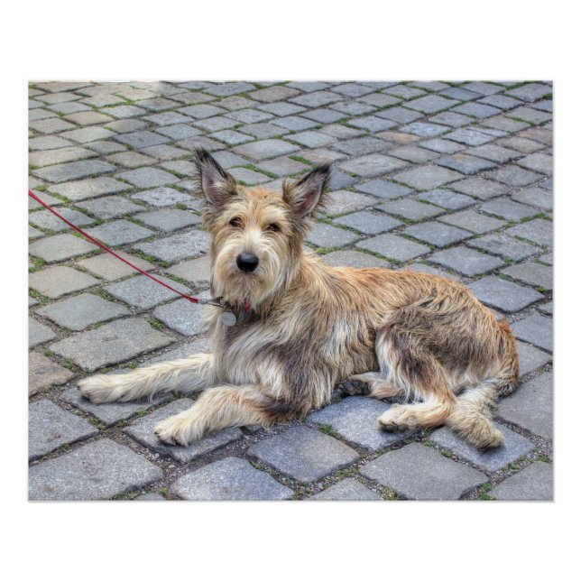 Pôster Berger de Picardie (Frente)