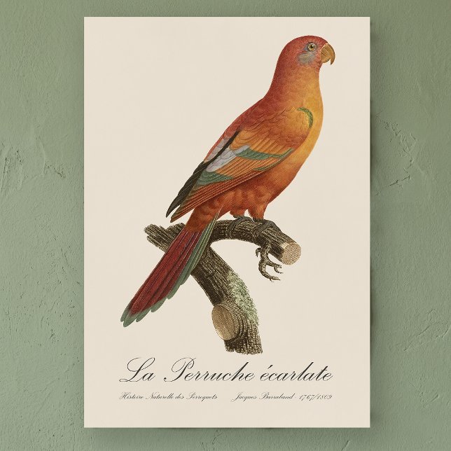 Poster Berlato de Perruche (Red Lory or Eos Bornea, Trichoglossus borneus. Poster)