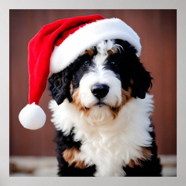 Poster Bernedoodle Christmas (Frente)