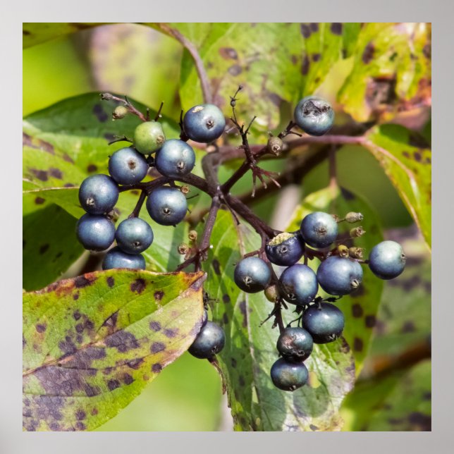 Poster Berries on a Branch (Frente)