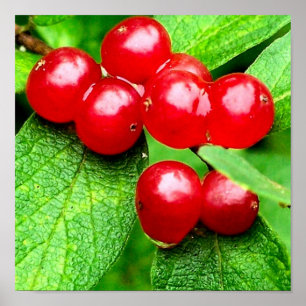 Poster Berries vermelhos com gotas de chuva fecham