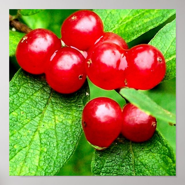 Poster Berries vermelhos com gotas de chuva fecham (Frente)