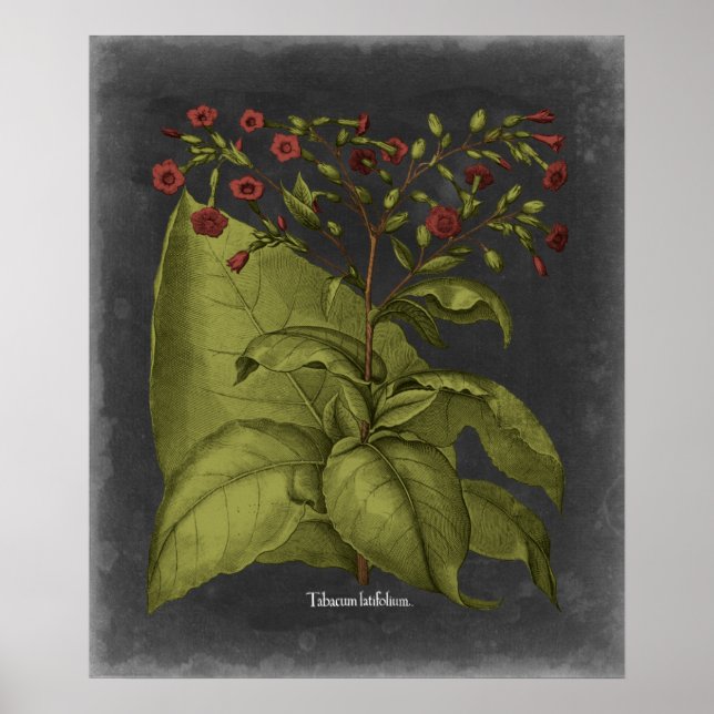 Poster Besler Dramatique I (Frente)