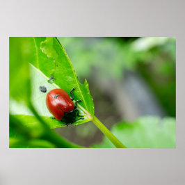 Poster Besouro de Folha na Planta