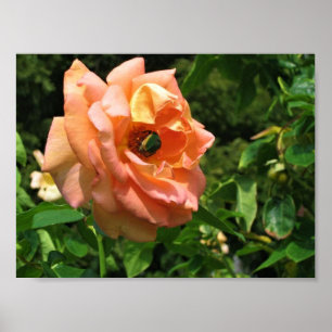 Poster Besouro em Rosa