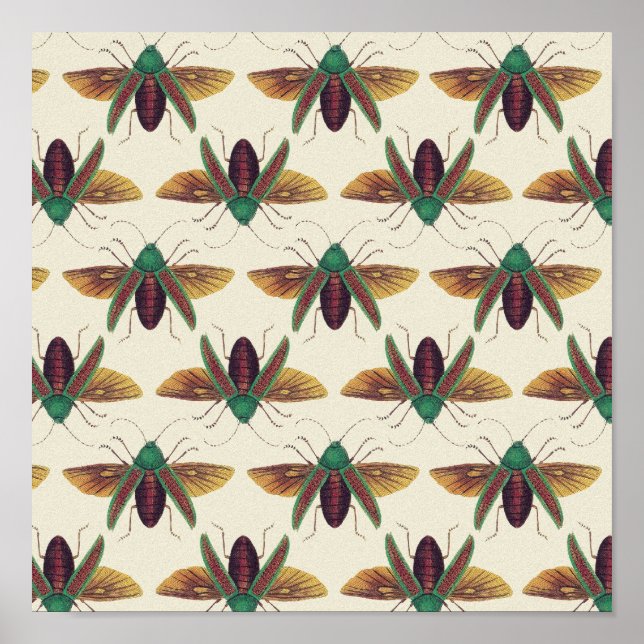 Poster Besouros (Frente)