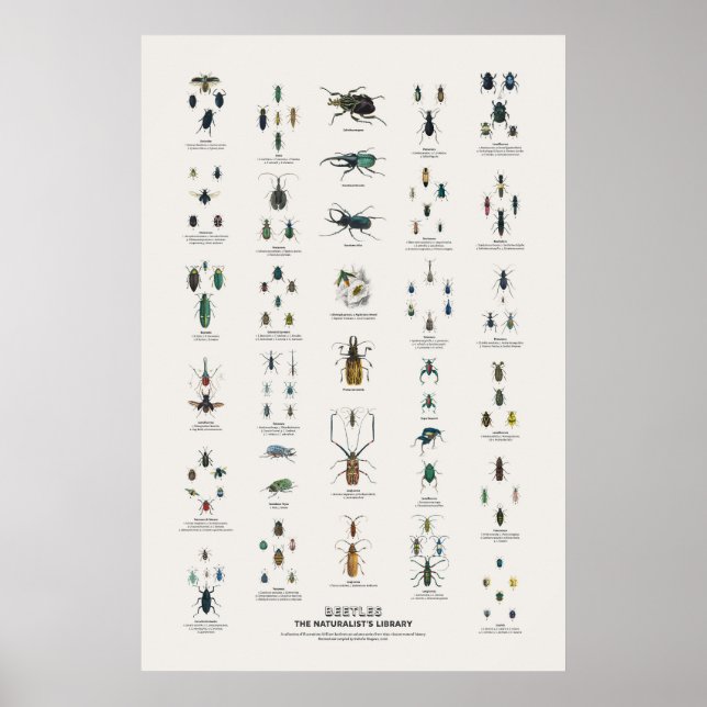 Poster Besouros - Biblioteca do Naturalista (Frente)