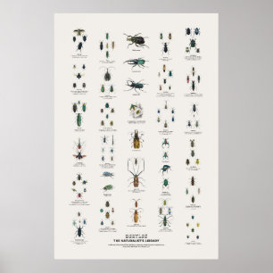 Poster Besouros - Biblioteca do Naturalista