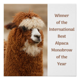 Pôster Best Alpaca Monobrow