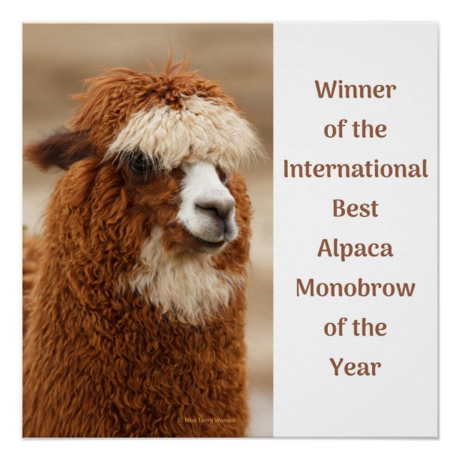 Pôster Best Alpaca Monobrow (Frente)