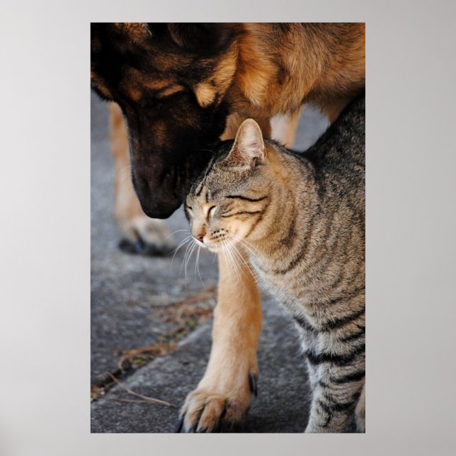 Poster Best Friends- Cat & German Shepherd  Print (Frente)