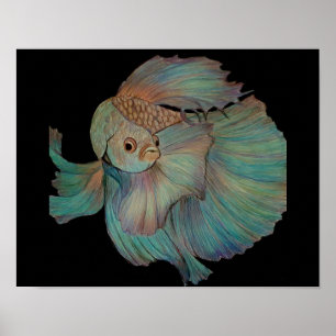 Poster Beta Fish por Carol Zeock