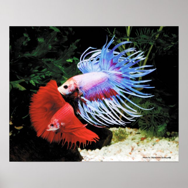 Poster Bettaの ポ ス タ ー (Frente)